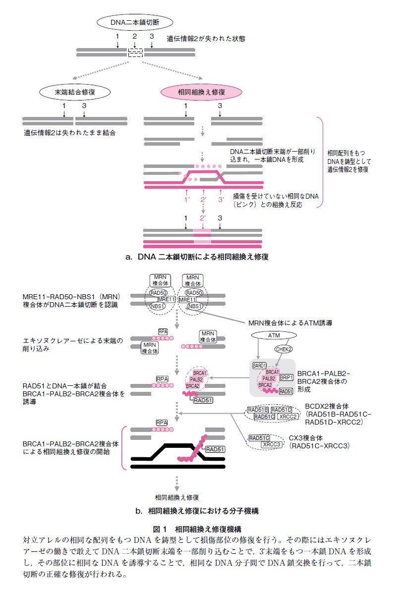 図1 相同組換え修復機構