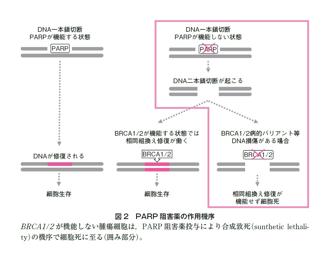 図2 PARP阻害薬の作用機序