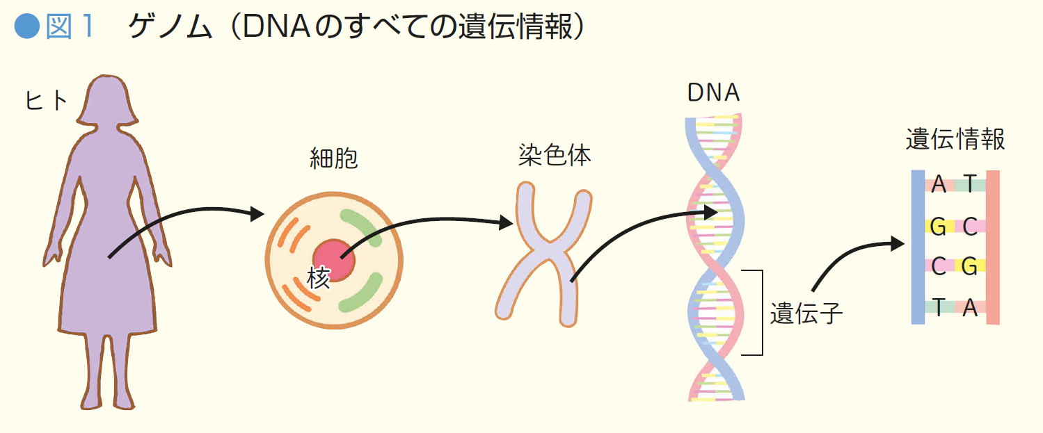 遺伝性乳がん卵巣がんを知ろう！